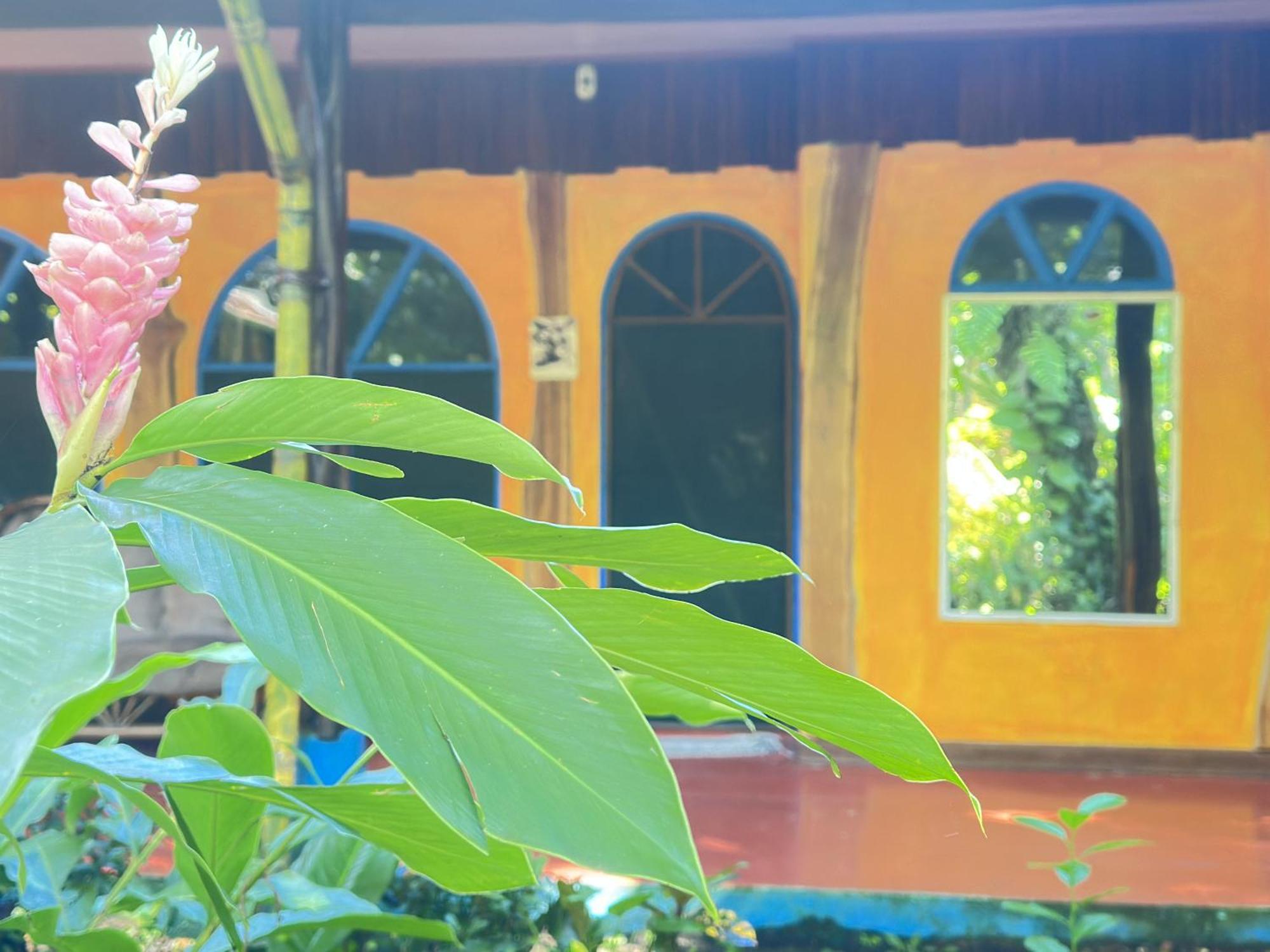 La Palapa Hut Nature Hostel Puerto Jiménez Eksteriør bilde